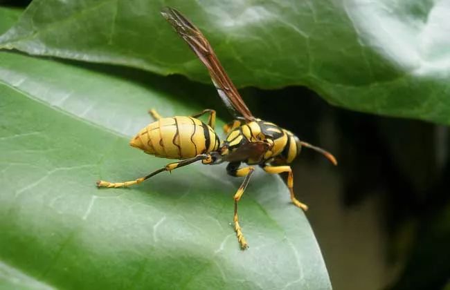引蜂水(誘蜂水)是用哪幾種東西配成的(黑尾胡蜂誘蜂水怎么配) 引蜂水(誘蜂水)是用哪幾種東西配成的(黑尾胡蜂誘蜂水怎么配)