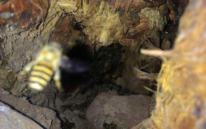 高手誘蜂絕招及注意事項(怎么誘蜂) 高手誘蜂絕招及注意事項(怎么誘蜂)