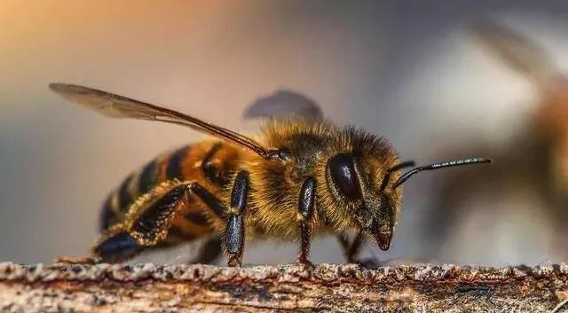 蜂蜜比較稀的原因是什么呢（蜂蜜比較稀跟什么有關(guān)）