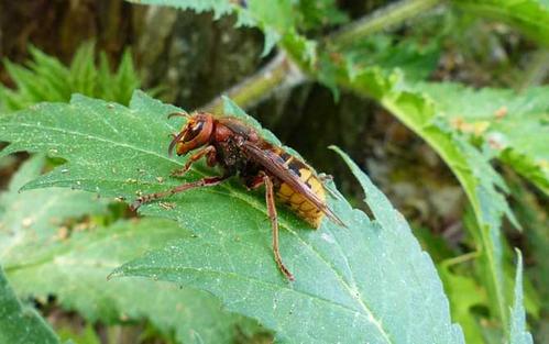 中國(guó)大虎頭蜂蜂王壽命有多久（大虎頭蜂蜂王能活多久）