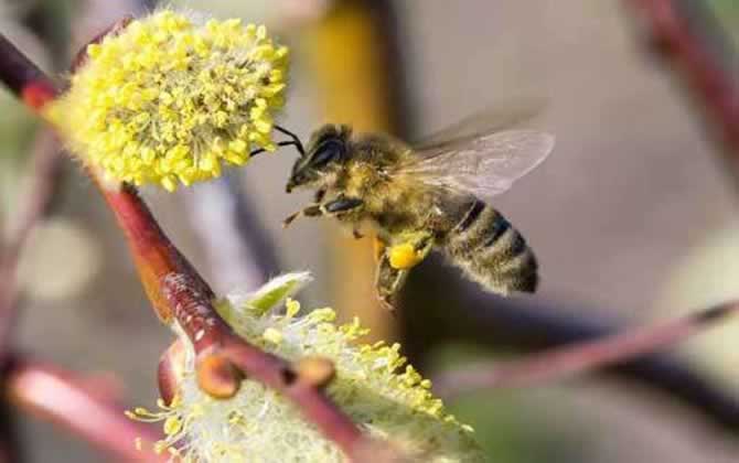 在哪里可以學(xué)養(yǎng)蜂技術(shù)? 養(yǎng)蜂技術(shù)