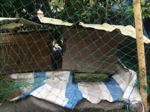 一個(gè)蜂王20只工蜂能養(yǎng)活嗎（一只蜂王20只工蜂能成群嗎）