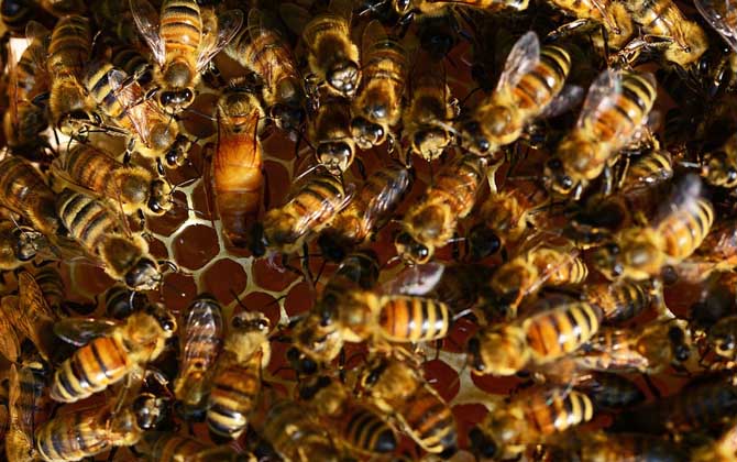 高加索蜂白堊病(蜜蜂白堊病) 高加索蜂白堊病(蜜蜂白堊病)