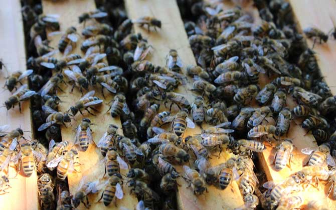 高加索蜂白堊病(蜜蜂白堊病) 高加索蜂白堊病(蜜蜂白堊病)