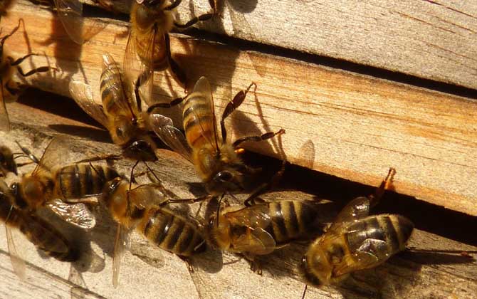 高加索蜂白堊病(蜜蜂白堊病) 高加索蜂白堊病(蜜蜂白堊病)