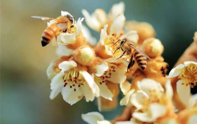 蜜蜂養殖要多少投資錢? 蜜蜂養殖