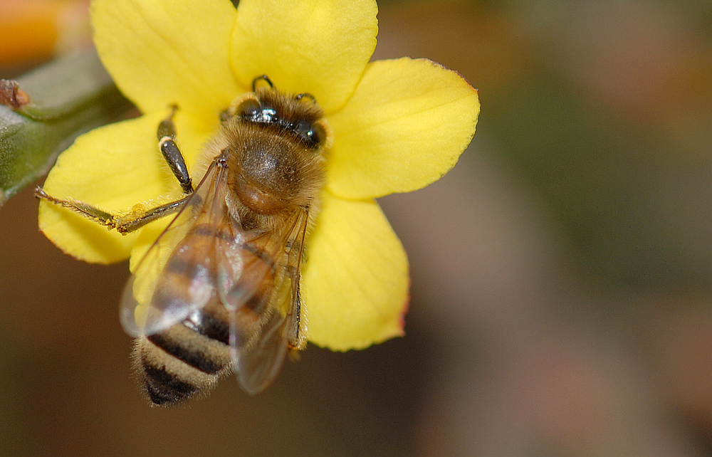 南方蜜蜂養殖技術和注意事項(南方蜜蜂養殖技術篇) 南方蜜蜂養殖技術和注意事項(南方蜜蜂養殖技術篇)