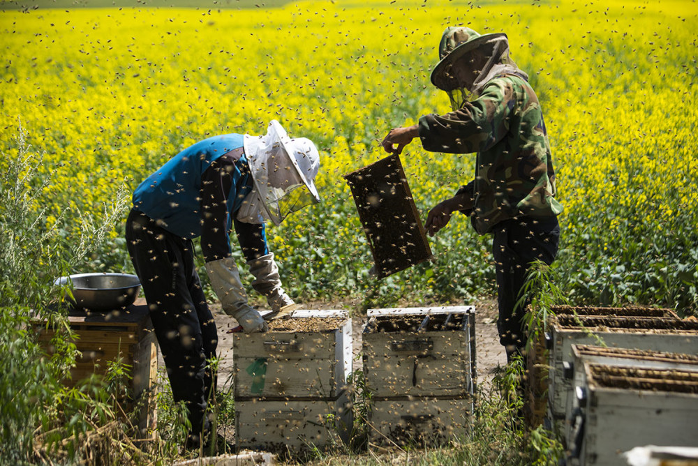 初次養(yǎng)蜂需要注意什么（初學養(yǎng)蜂的基本常識）