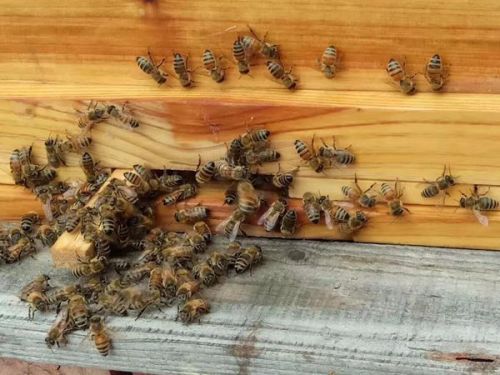 初次養(yǎng)蜂需要注意什么（初學養(yǎng)蜂的基本常識）