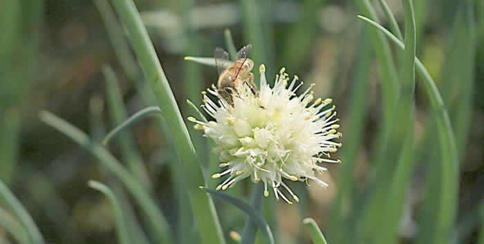 意蜂什么時候人工育王? 意蜂什么時候人工育王?
