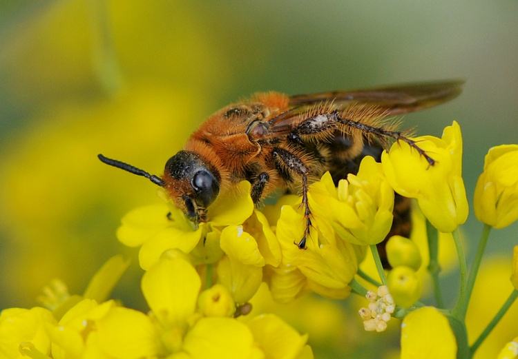 【蜜蜂養(yǎng)殖】蜂群沒(méi)有蜂王如何養(yǎng)好蜜蜂 蜂群沒(méi)有蜂王如何養(yǎng)好蜜蜂