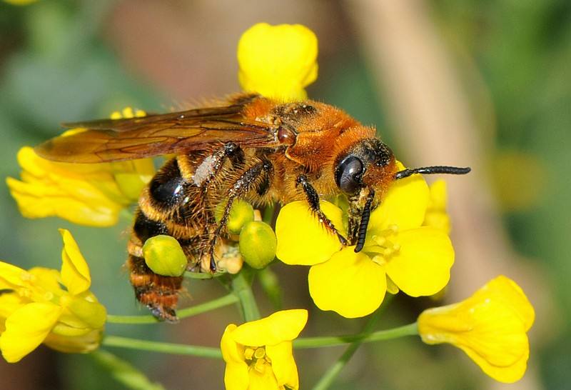 【蜜蜂養(yǎng)殖】蜂群沒(méi)有蜂王如何養(yǎng)好蜜蜂 蜂群沒(méi)有蜂王如何養(yǎng)好蜜蜂