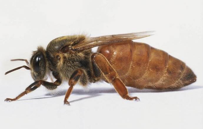 【蜜蜂養(yǎng)殖】蜂群沒(méi)有蜂王如何養(yǎng)好蜜蜂 蜂群沒(méi)有蜂王如何養(yǎng)好蜜蜂