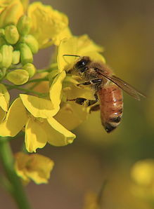 蜜蜂分家了是老蜂王飛走(蜂群最后為何會滅亡) 蜜蜂分家了是老蜂王飛走(蜂群最后為何會滅亡)
