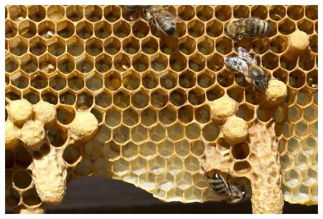 自然換王會有幾個王臺(利用自然王臺換王) 自然換王會有幾個王臺(利用自然王臺換王)