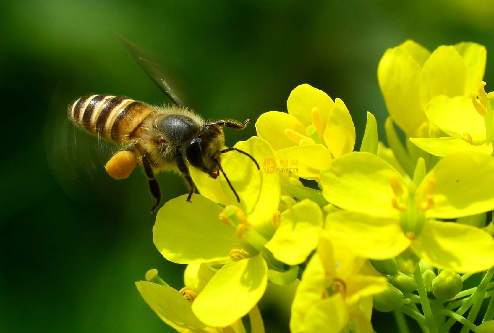 松丹一號抗螨性能如何(中蜂為什么沒有蜂螨) 松丹一號抗螨性能如何(中蜂為什么沒有蜂螨)