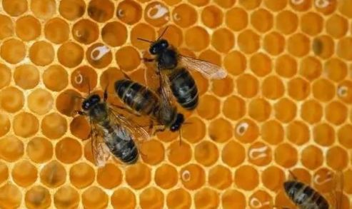 工蜂產(chǎn)卵會(huì)一直產(chǎn)嗎（工蜂產(chǎn)的卵是什么蜂）