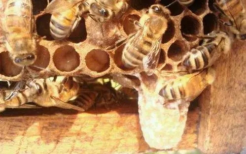 工蜂產(chǎn)卵會(huì)一直產(chǎn)嗎（工蜂產(chǎn)的卵是什么蜂）