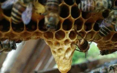 工蜂產卵后還能急造王臺嗎(工蜂產卵也會有王臺嗎) 工蜂產卵后還能急造王臺嗎(工蜂產卵也會有王臺嗎)