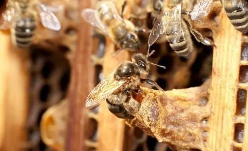 工蜂產卵后還能急造王臺嗎(工蜂產卵也會有王臺嗎) 工蜂產卵后還能急造王臺嗎(工蜂產卵也會有王臺嗎)