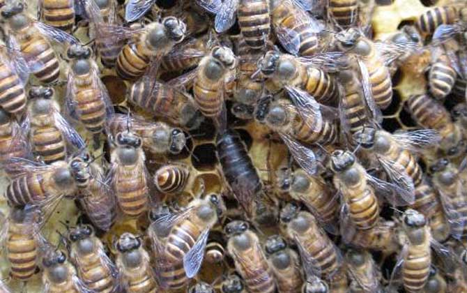 阿壩中蜂和北方中蜂的區別(阿壩蜂王和中蜂蜂王有什么區別) 阿壩中蜂和北方中蜂的區別(阿壩蜂王和中蜂蜂王有什么區別)