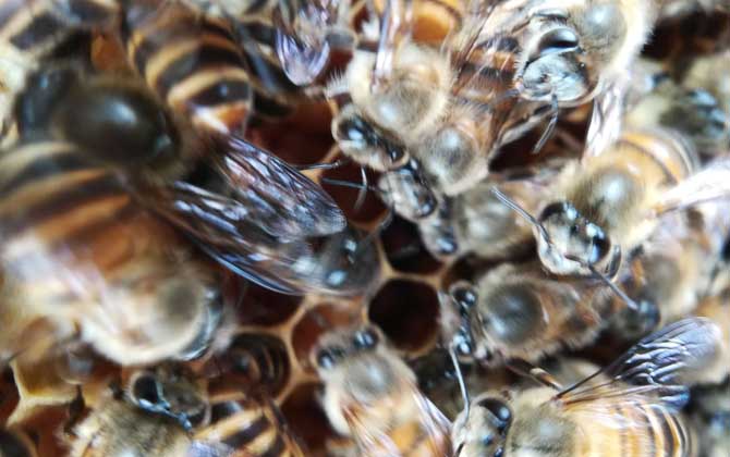 阿壩中蜂和北方中蜂的區別(阿壩蜂王和中蜂蜂王有什么區別) 阿壩中蜂和北方中蜂的區別(阿壩蜂王和中蜂蜂王有什么區別)