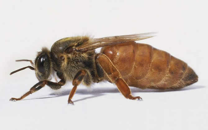 蜜蜂的壽命有多長? 蜜蜂壽命