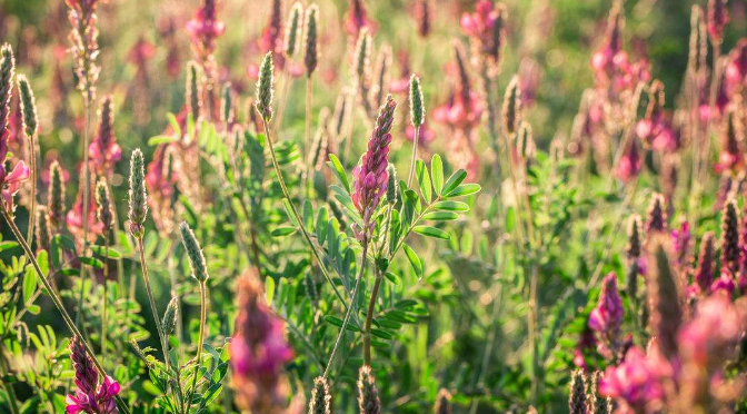 寧夏蜜源植物分布(寧夏主要蜜源植物簡介) 寧夏蜜源植物分布(寧夏主要蜜源植物簡介)