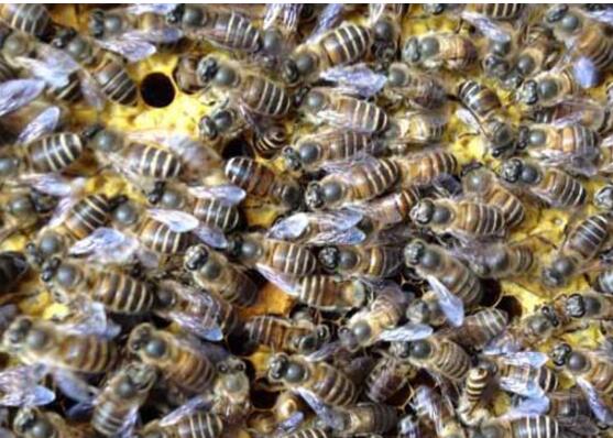 怎樣養(yǎng)蜂與分箱（養(yǎng)蜂注意事項(xiàng)）