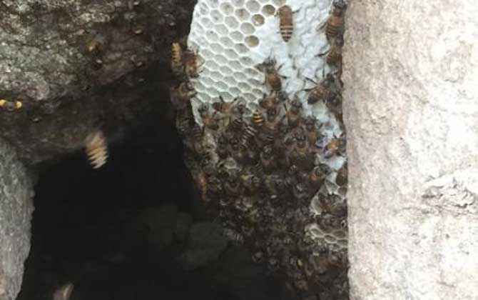 滇南中蜂與云貴高原中蜂優(yōu)缺對比(滇南中蜂和云貴高原中蜂的區(qū)別) 滇南中蜂與云貴高原中蜂優(yōu)缺對比(滇南中蜂和云貴高原中蜂的區(qū)別)