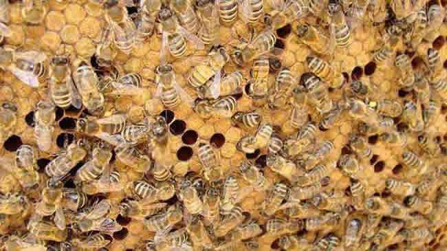 養(yǎng)蜂人怎么調(diào)節(jié)蜂脾關(guān)系? 怎么調(diào)節(jié)蜂脾關(guān)系