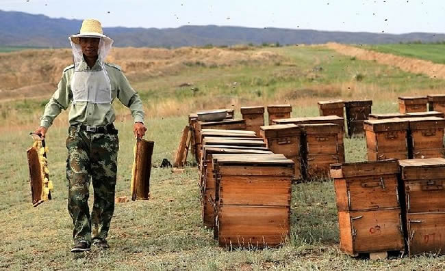 【蜜蜂知識】我國哪里養蜂人最多? 我國哪里養蜂人最多?