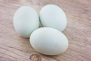 咸鴨蛋不能和什么一起吃(鴨蛋的營(yíng)養(yǎng)價(jià)值和吃鴨蛋的禁忌) 咸鴨蛋不能和什么一起吃(鴨蛋的營(yíng)養(yǎng)價(jià)值和吃鴨蛋的禁忌)
