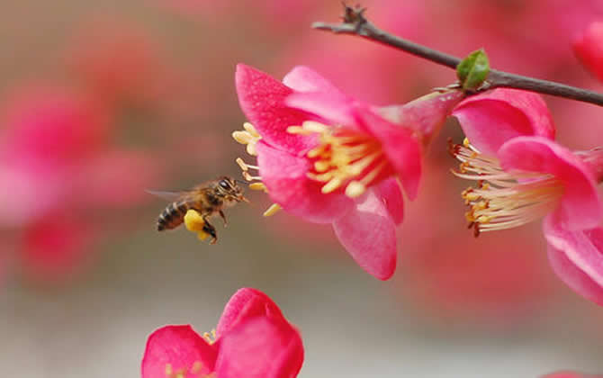 如何進(jìn)行分蜂? 如何進(jìn)行分蜂