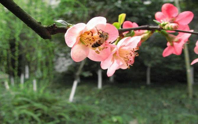 如何進(jìn)行分蜂? 如何進(jìn)行分蜂