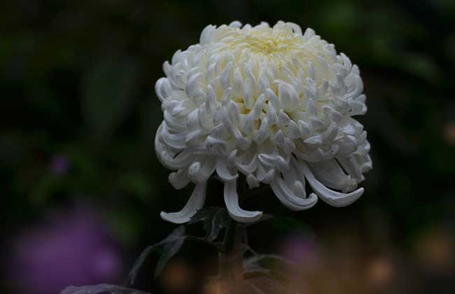 野菊花什么時(shí)候開花（野菊花什的開哈時(shí)間和泌蜜情況）