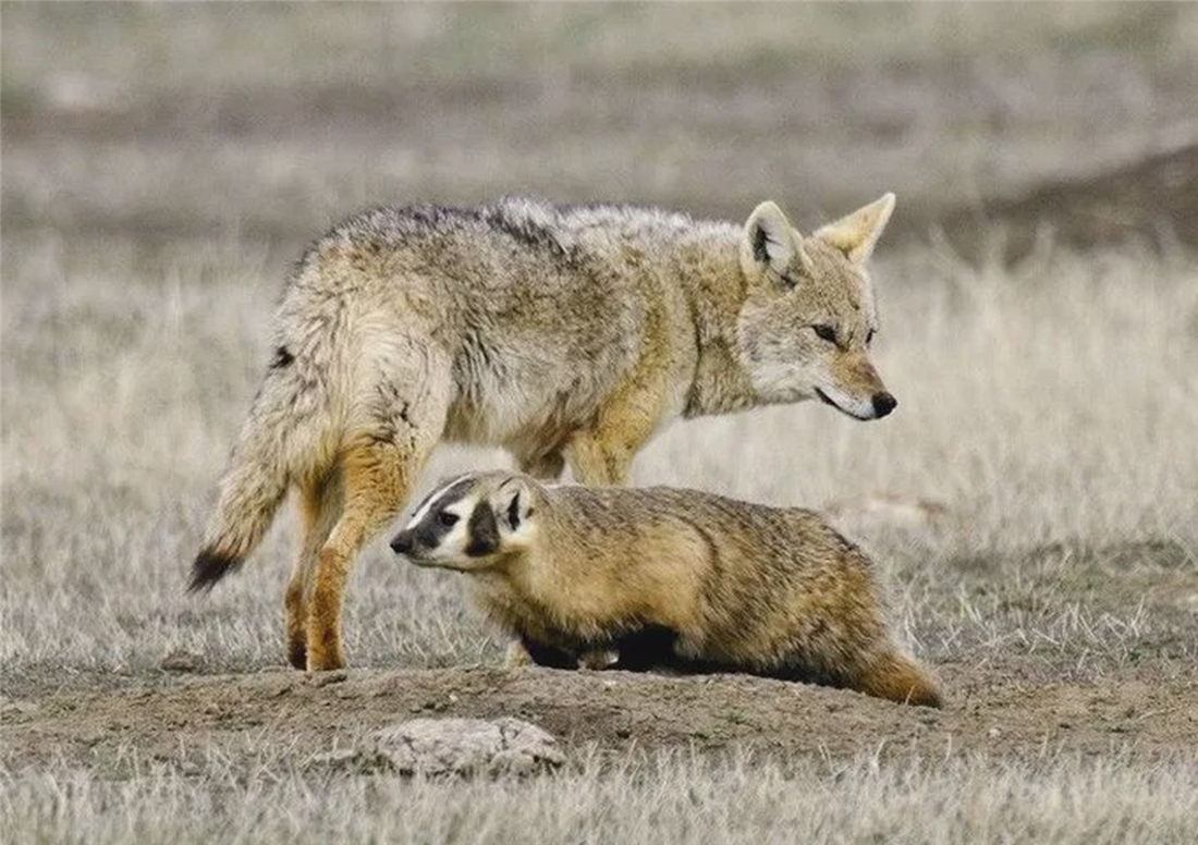 長白山多次出現“狽”，最早記載于西漢，奔跑時前腿搭在狼身上