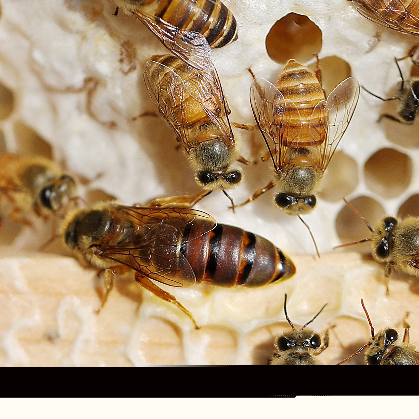 固定蜂場養中蜂好還是意蜂好(蜜蜂養殖,是固定養蜂好) 固定蜂場養中蜂好還是意蜂好(蜜蜂養殖,是固定養蜂好)