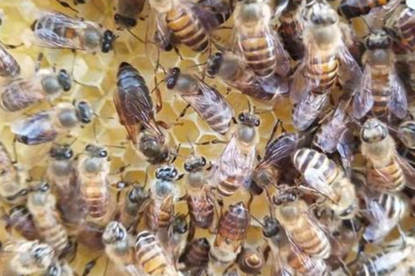 固定蜂場養中蜂好還是意蜂好(蜜蜂養殖,是固定養蜂好) 固定蜂場養中蜂好還是意蜂好(蜜蜂養殖,是固定養蜂好)