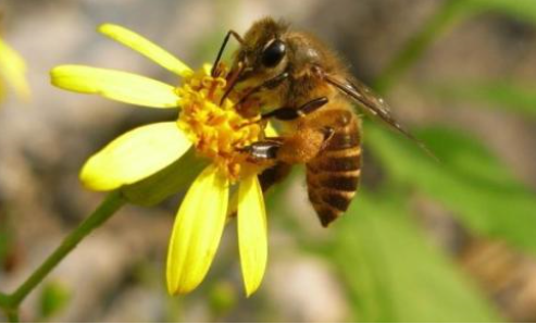 植物流蜜需要什么條件(植物泌蜜條件及溫度) 植物流蜜需要什么條件(植物泌蜜條件及溫度)