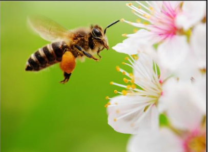 植物流蜜需要什么條件(植物泌蜜條件及溫度) 植物流蜜需要什么條件(植物泌蜜條件及溫度)