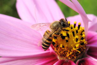 剛收的蜜蜂為什么打架 剛收的蜜蜂為什么打架