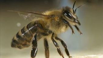 剛收的蜜蜂為什么打架 剛收的蜜蜂為什么打架