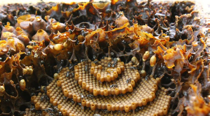 酸蜂有什么用(酸蜂的養(yǎng)殖價(jià)值和用途) 酸蜂有什么用(酸蜂的養(yǎng)殖價(jià)值和用途)