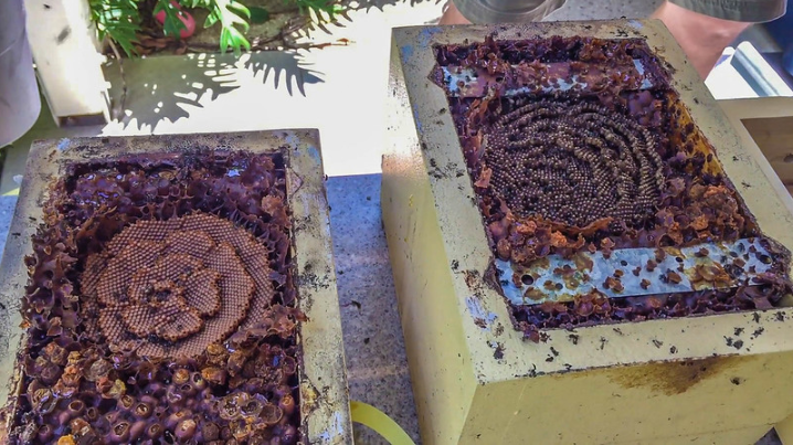 酸蜂有什么用(酸蜂的養(yǎng)殖價(jià)值和用途) 酸蜂有什么用(酸蜂的養(yǎng)殖價(jià)值和用途)