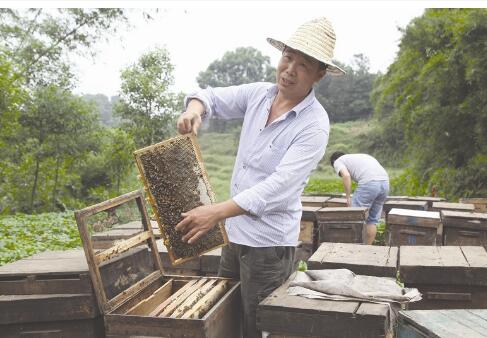 搖蜜后是否要喂蜜蜂 (中蜂搖蜜后怎樣管理) 搖蜜后是否要喂蜜蜂 (中蜂搖蜜后怎樣管理)