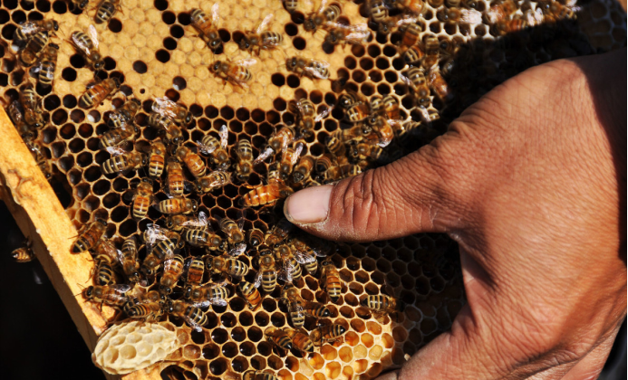 有王臺沒有雄蜂怎么辦(有王臺了什么時候分蜂) 有王臺沒有雄蜂怎么辦(有王臺了什么時候分蜂)
