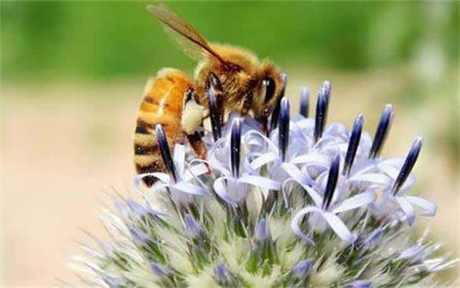 一箱蜜蜂一年產多少蜂蜜? 蜜蜂產蜜