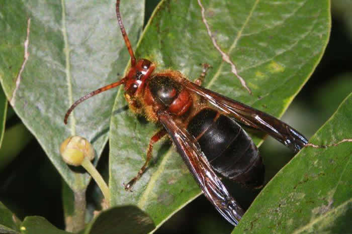 【蜜蜂知識】黑腹虎頭蜂的毒性大嗎? 黑腹虎頭蜂的毒性大嗎?