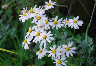 野菊花的流蜜條件與時間(野菊花的流蜜條件和開花時間及蜂蜜產量) 野菊花的流蜜條件與時間(野菊花的流蜜條件和開花時間及蜂蜜產量)